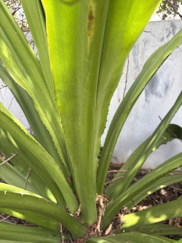 Furcraea (Chanvre de Maurice botanique)
