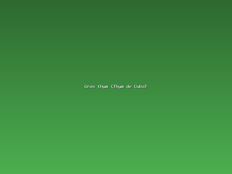 Gros thym (Thym de Cuba)